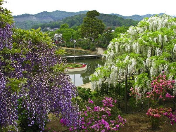 Beautiful-Ashikaga-flower-park-