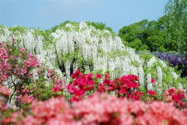 Beautiful-Ashikaga-flower-park-2