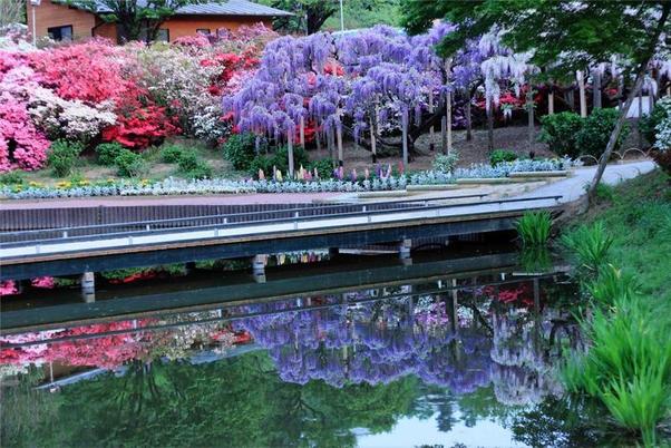 Beautiful-Ashikaga-flower-park-3