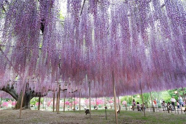 Beautiful-Ashikaga-flower-park-4