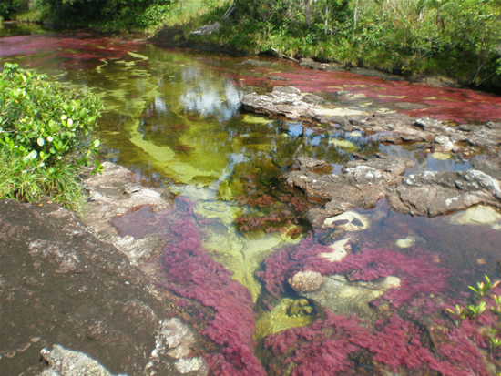 Cano-Cristales10 Cano-Cristales10
