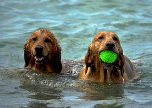 dogs-1642367_1920