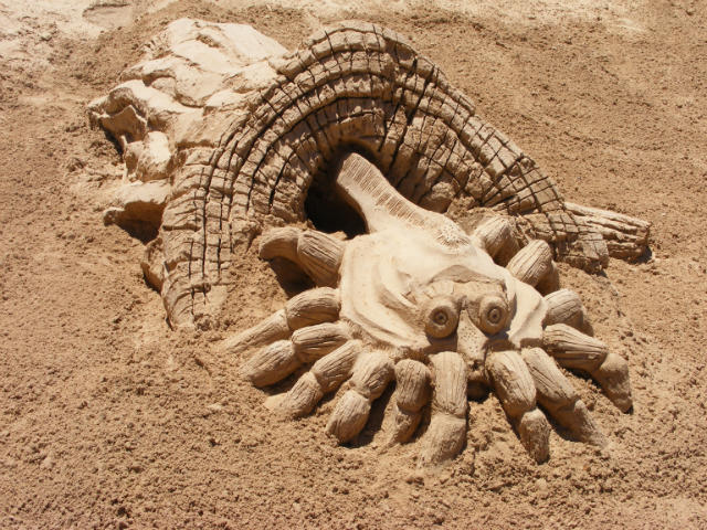 sea-creature sea-creature